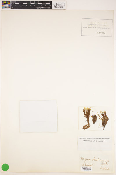 Imbribryum clavatum image