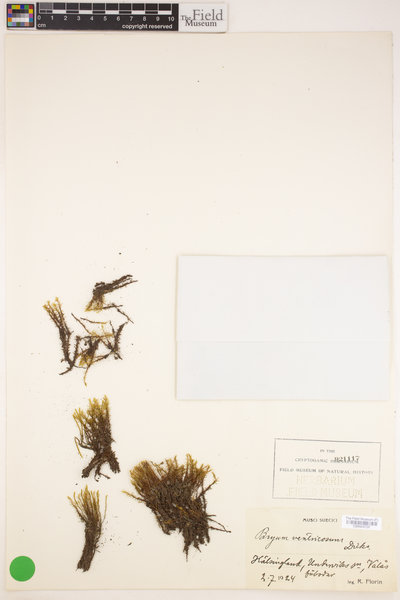 Imbribryum clavatum image