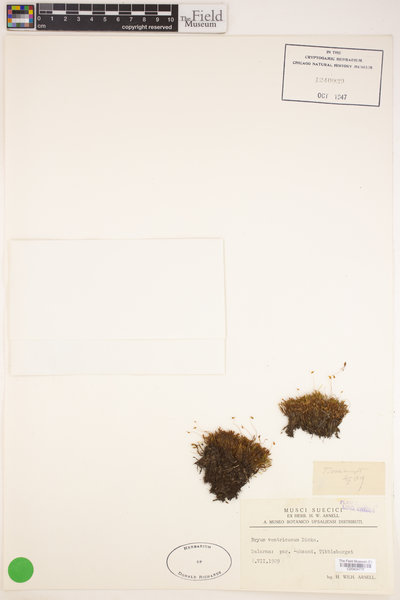Imbribryum clavatum image