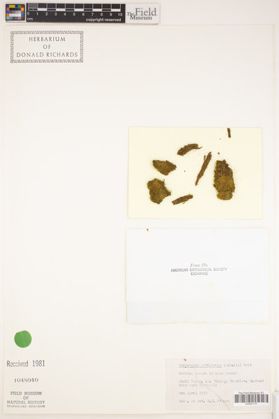 Campylopus pyriformis image