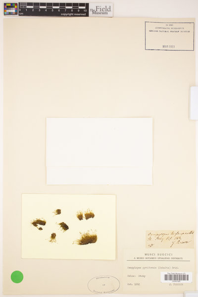 Campylopus pyriformis image