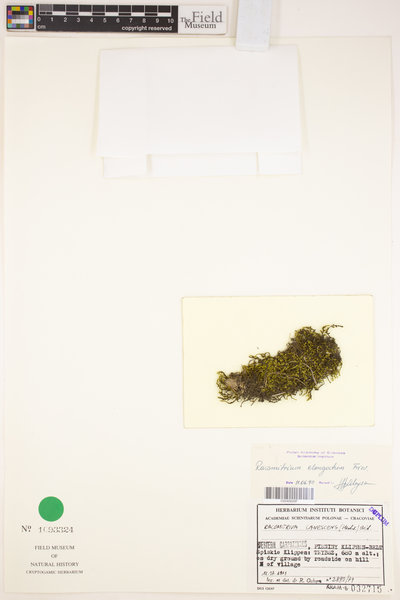 Niphotrichum elongatum image
