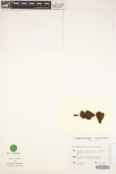 Campylopus atrovirens image