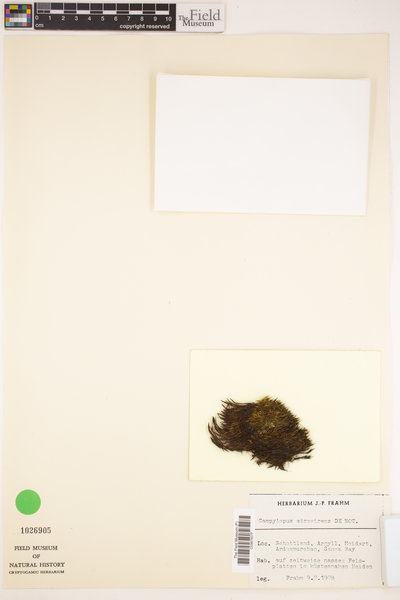 Campylopus atrovirens image