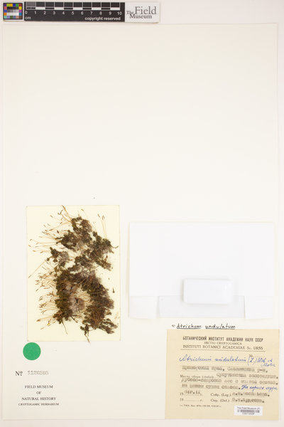 Atrichum undulatum image