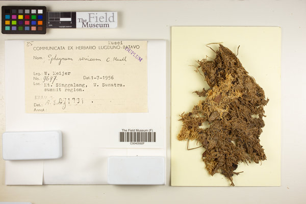 Flatbergium sericeum image