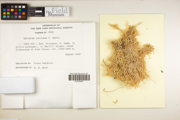 Flatbergium sericeum image