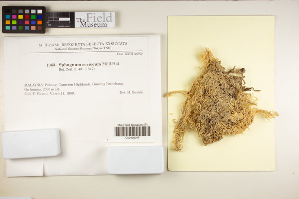 Flatbergium sericeum image