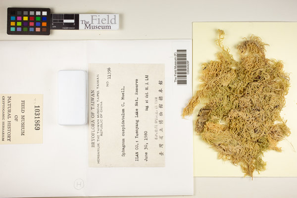 Sphagnum cuspidatulum image