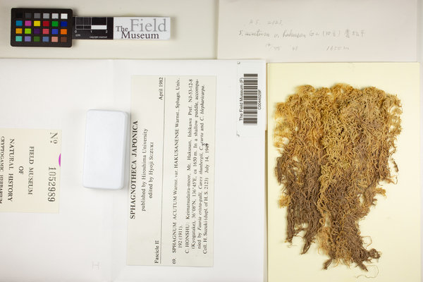Sphagnum cuspidatulum image