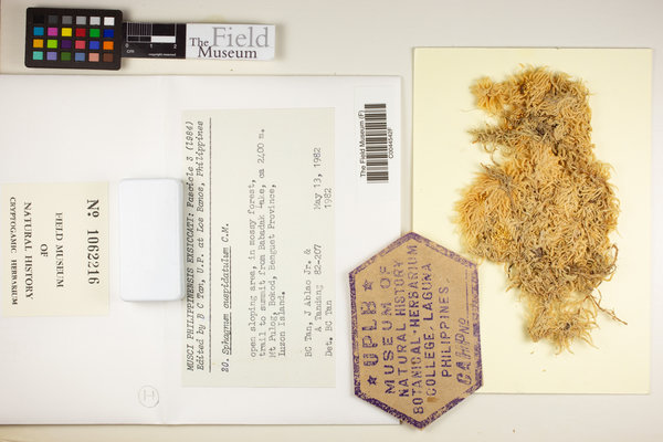 Sphagnum cuspidatulum image