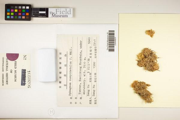 Sphagnum cuspidatulum image