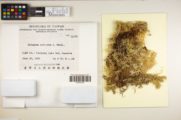 Flatbergium sericeum image