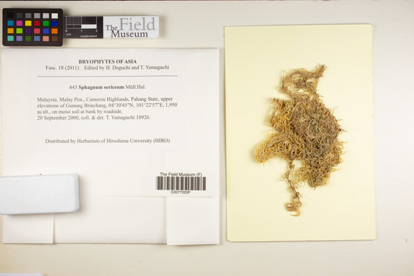 Flatbergium sericeum image