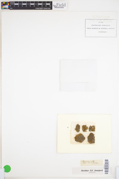 Fissidens exilis image