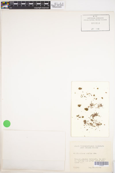 Fissidens exilis image