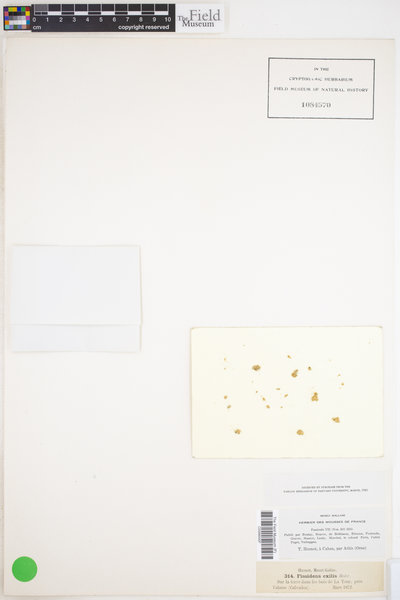 Fissidens exilis image