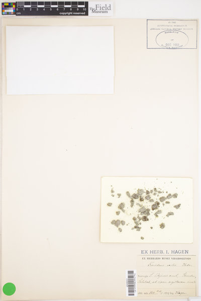 Fissidens exilis image