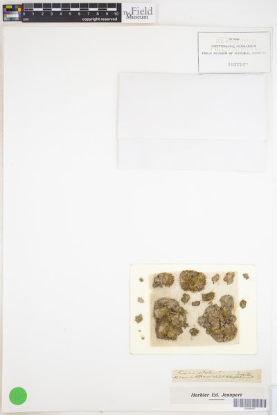 Fissidens exilis image