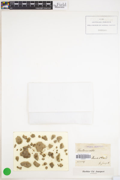 Fissidens exilis image