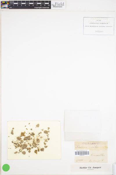 Fissidens exilis image