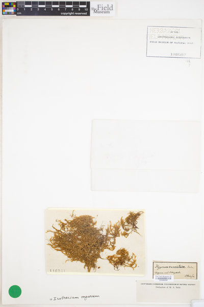 Isothecium alopecuroides image