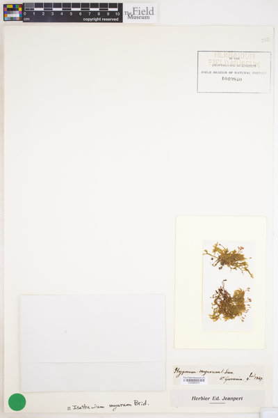 Isothecium alopecuroides image