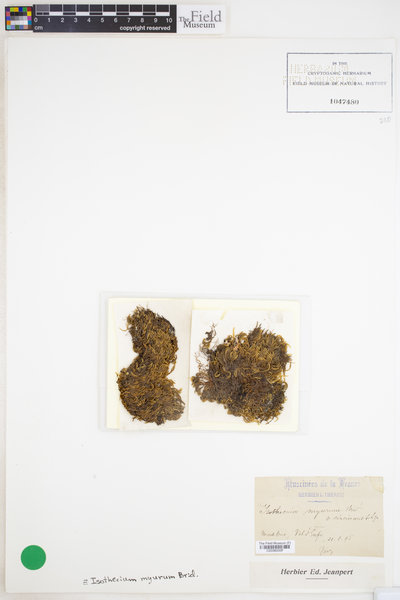 Isothecium alopecuroides image