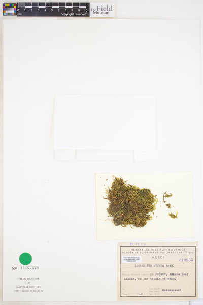 Isothecium alopecuroides image