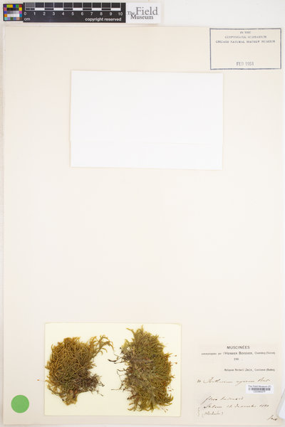 Isothecium alopecuroides image