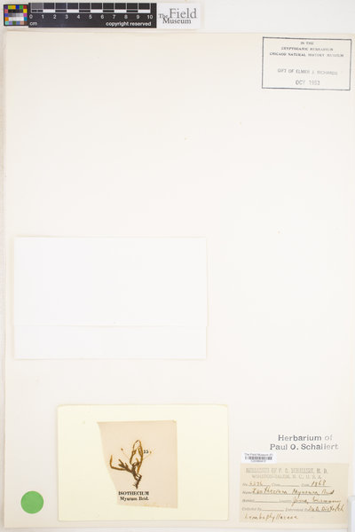 Isothecium alopecuroides image