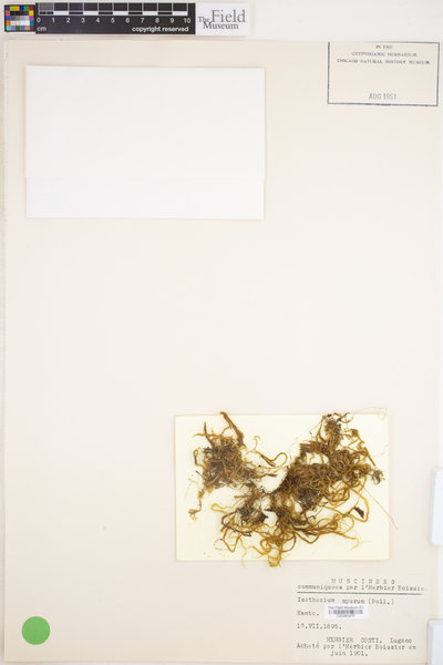 Isothecium alopecuroides image