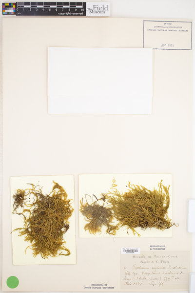Isothecium alopecuroides image