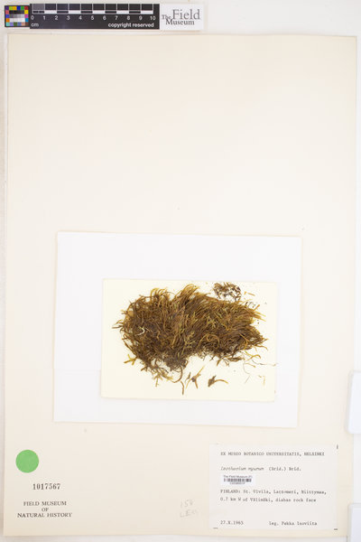 Isothecium alopecuroides image