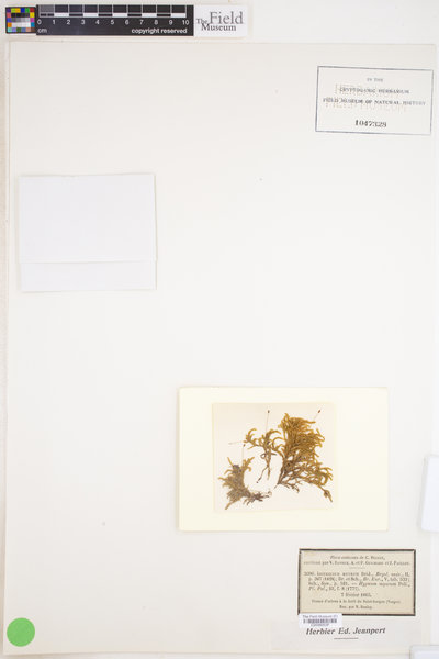 Isothecium alopecuroides image