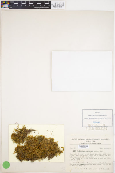 Isothecium alopecuroides image