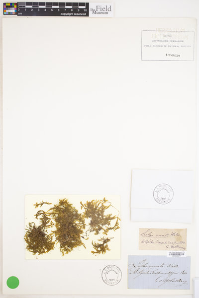 Isothecium alopecuroides image