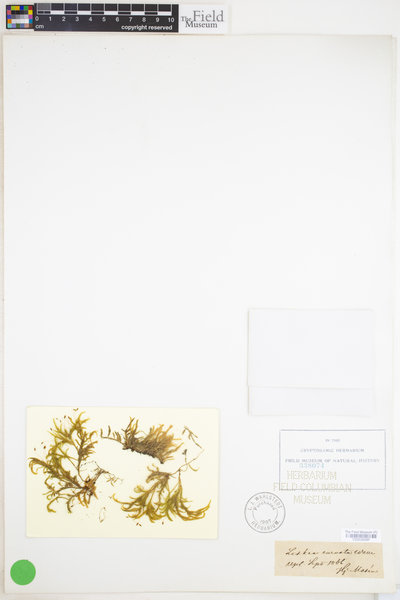 Isothecium alopecuroides image