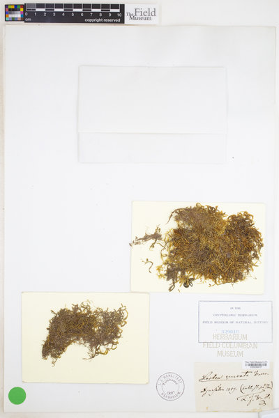 Isothecium alopecuroides image