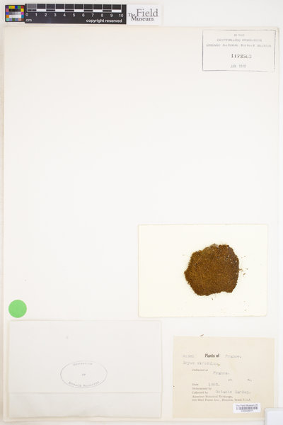 Fissidens exilis image