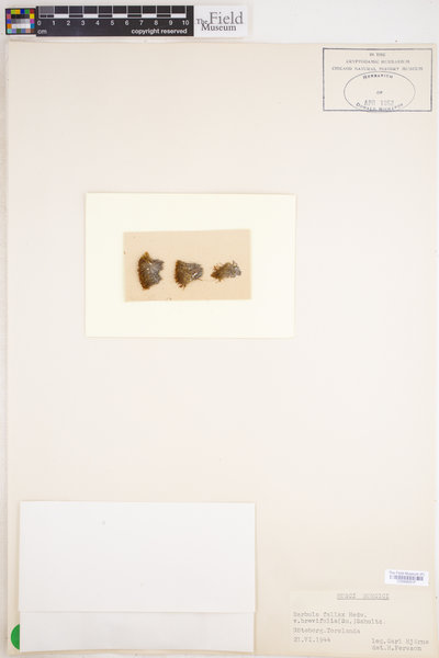 Didymodon fallax image