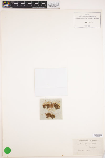 Didymodon fallax image