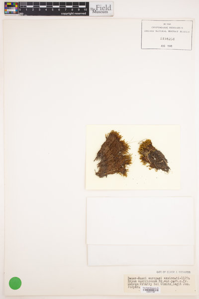 Imbribryum clavatum image