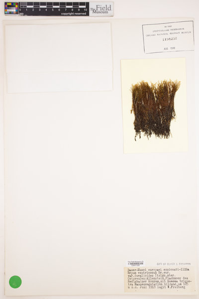 Imbribryum clavatum image