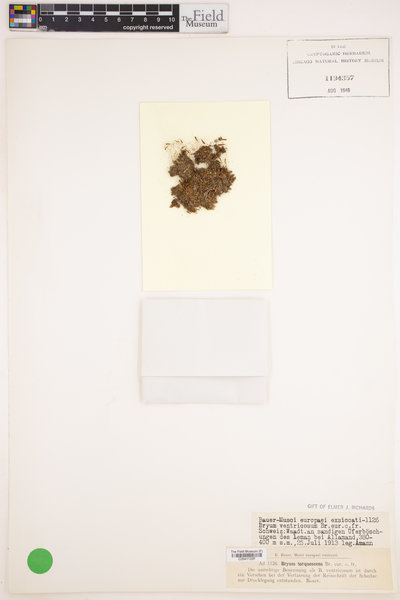 Imbribryum clavatum image