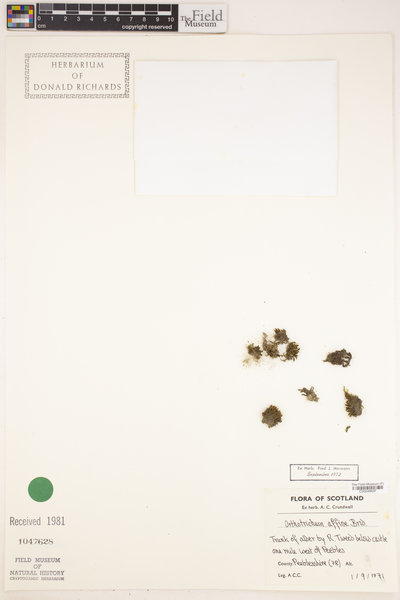 Lewinskya affinis image