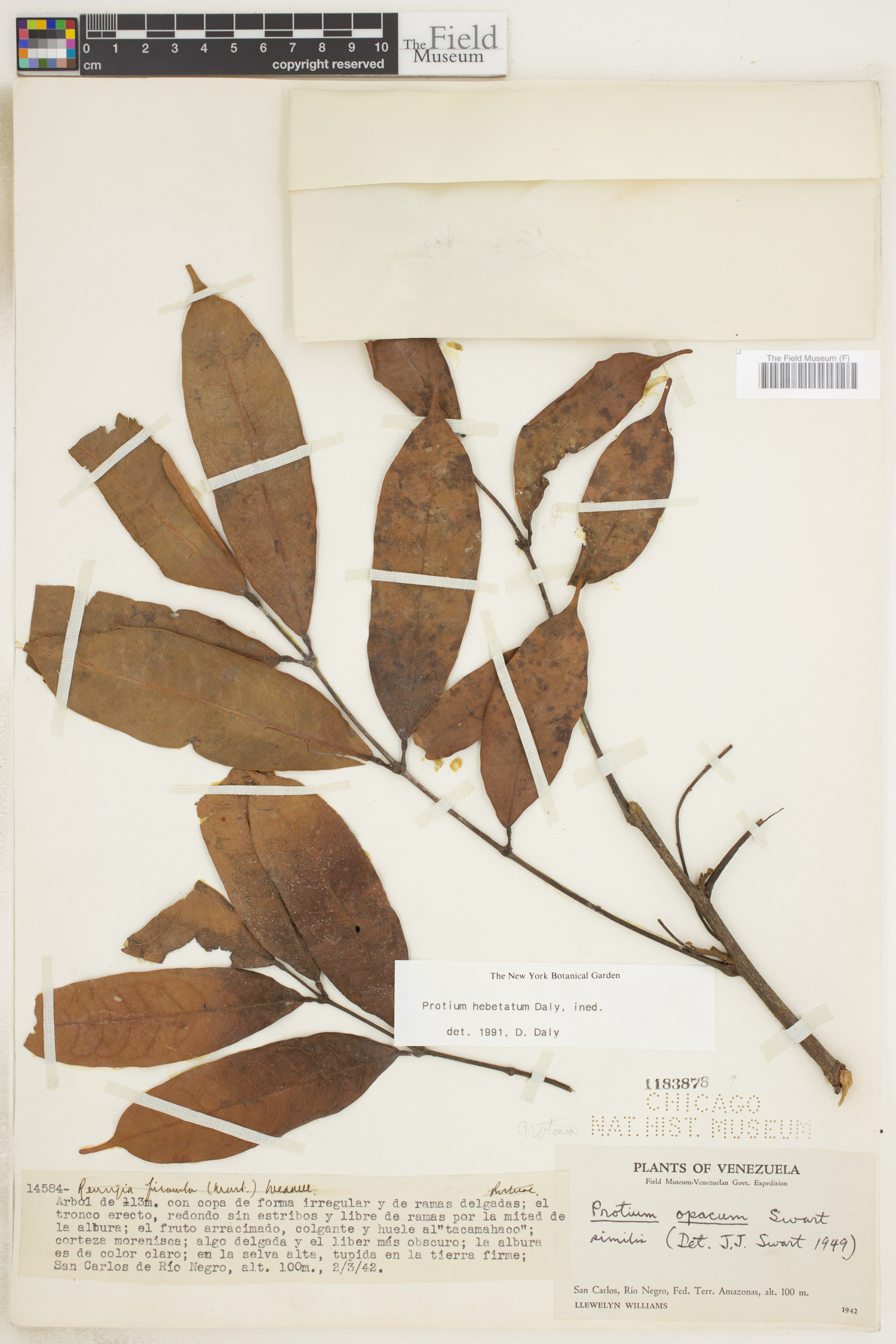 Protium hebetatum image