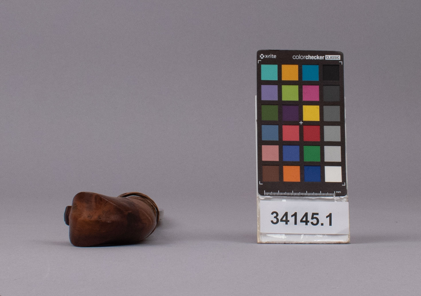 reference image, bottom view (c) Field Museum of Natural History - CC BY-NC 4.0