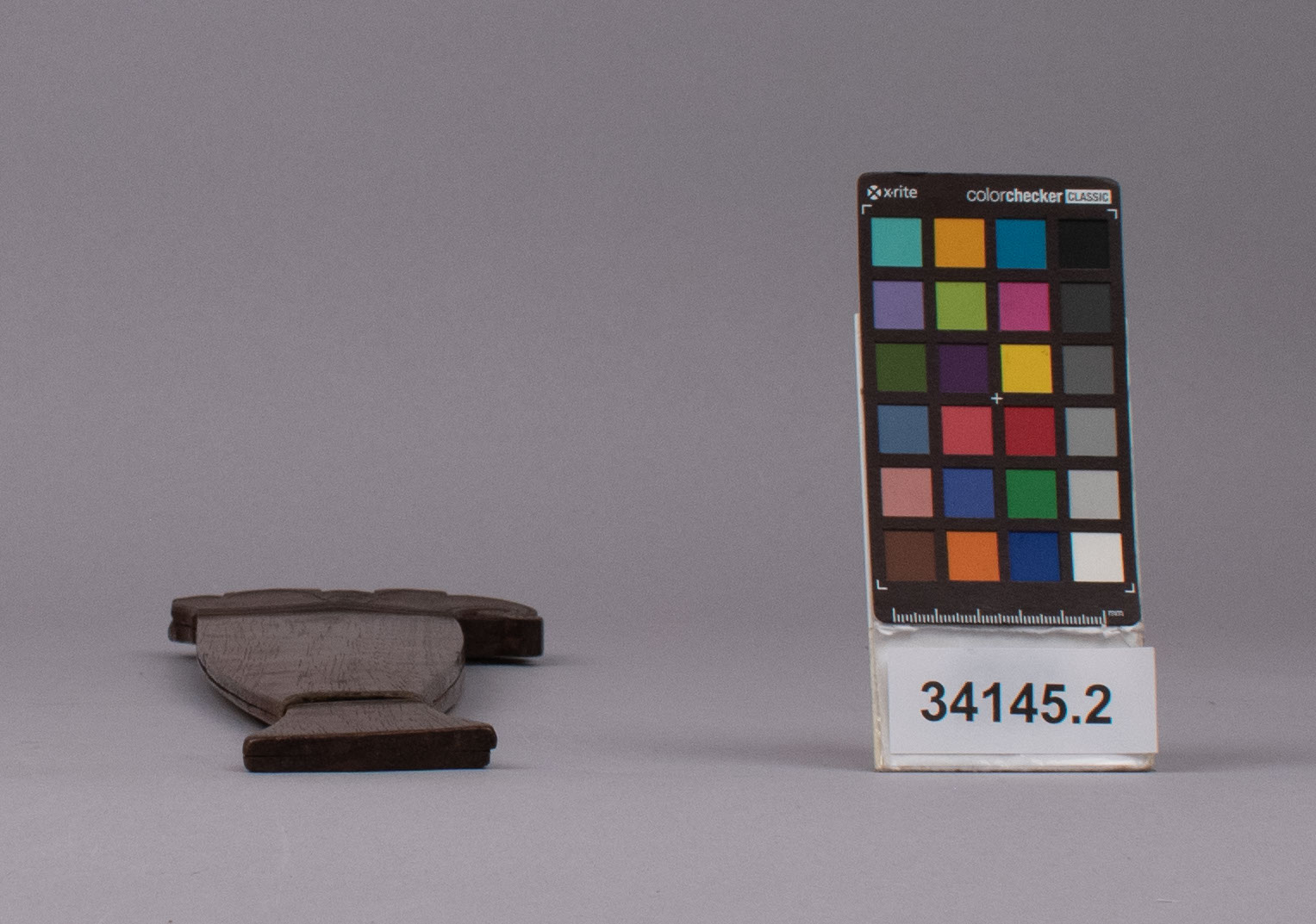 reference image, bottom view (c) Field Museum of Natural History - CC BY-NC 4.0