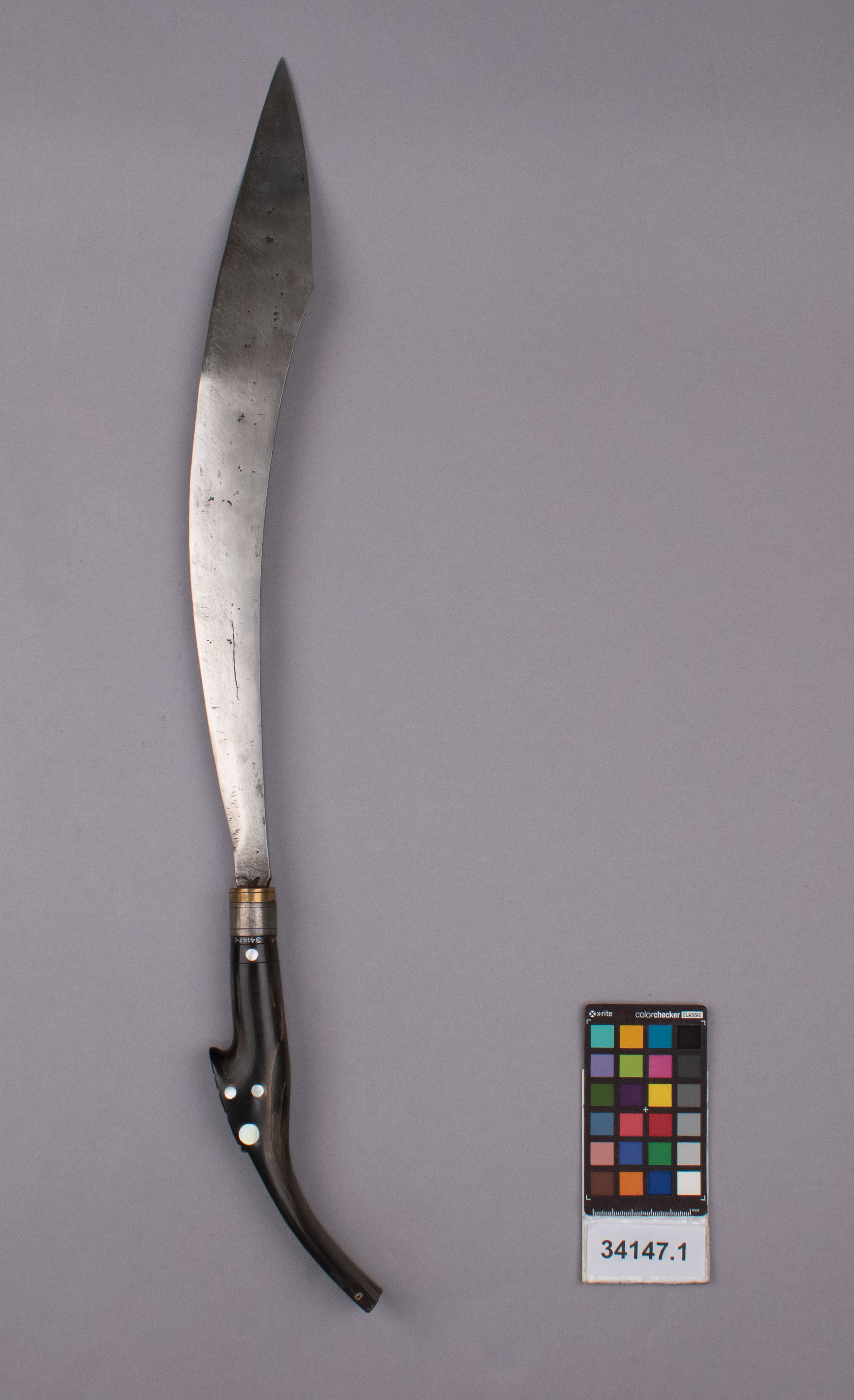 reference image, back view (c) Field Museum of Natural History - CC BY-NC 4.0